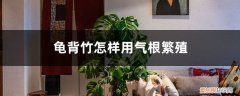 龟背竹怎样用气根繁殖方法 龟背竹怎样用气根繁殖