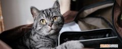 小猫耳朵里有油怎么回事,猫咪耳朵里有油的怎么回事,猫耳朵油油的是因为什么
