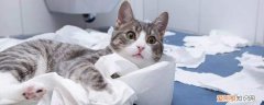 一个月能用多少猫砂 一个月用多少猫砂,猫一个月用多少猫砂,猫一个月要用多少猫砂