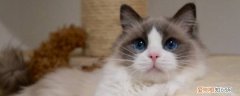 猫荧光绿毛但是没有癣,猫咪荧光绿毛但是没有藓,猫荧光绿毛但是没有猫藓