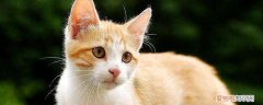猫咪毛球症化毛膏要吃几天,猫咪吃化毛膏什么时候,什么时候开始给猫吃化毛膏
