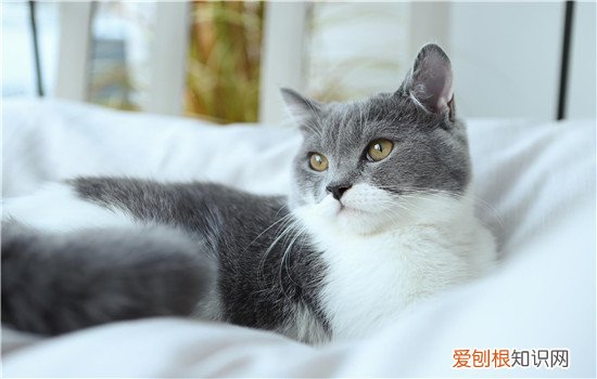 母猫做了绝育手术特别粘人,猫做完绝育后变得温顺粘人,猫绝育性格为什么会变得粘人