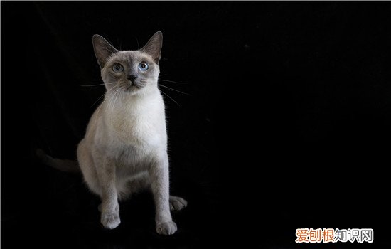 母猫做了绝育手术特别粘人,猫做完绝育后变得温顺粘人,猫绝育性格为什么会变得粘人