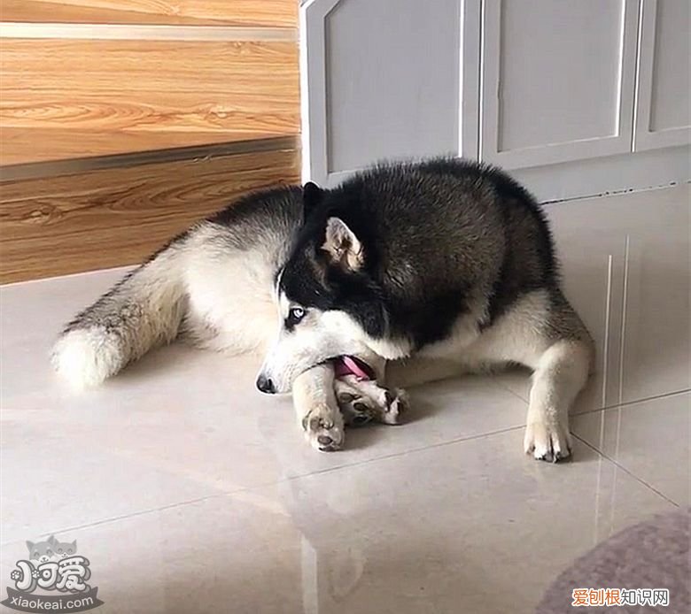 狗狗吃了老鼠药怎么急救视频 狗狗吃了老鼠药怎么急救