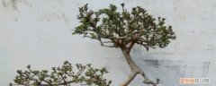 对节白蜡移栽 对节白蜡怎么种植