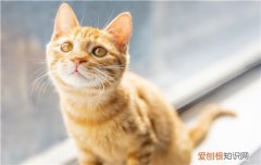 橘猫嘴唇有黑点,橘猫嘴唇黑斑是怎么回事，橘猫嘴唇上的黑斑越来越多