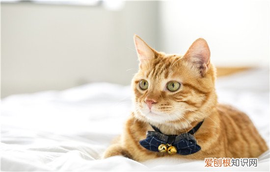 橘猫嘴唇有黑点,橘猫嘴唇黑斑是怎么回事,橘猫嘴唇上的黑斑越来越多