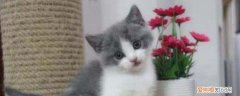 猫猫绝育后会发胖吗 猫绝育后会变胖吗,猫咪绝育后会长胖吗,猫咪绝育后都会长胖吗