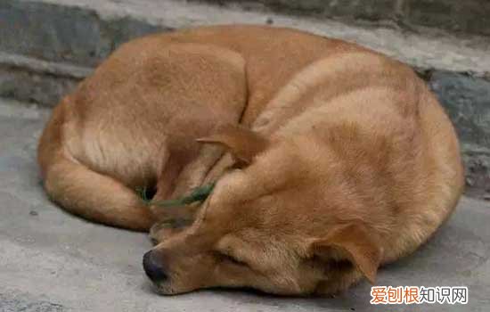狗吃了老鼠药怎么办有后遗症吗 狗吃了老鼠药怎么办