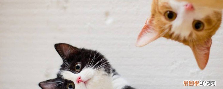 猫为什么睡觉流口水 猫睡觉流口水,猫睡觉流口水是怎么回事,猫睡觉流口水正常吗