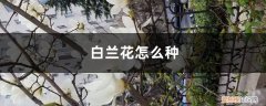 白兰花怎么种植?怎么养护 白兰花怎么种