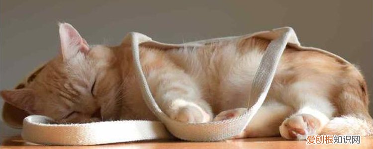 猫冬天为什么不怕冷 猫冬天怕不怕冷,猫冬天会不会怕冷,冬天猫会不会怕冷