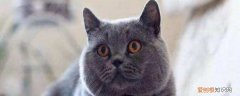 猫咪只吃罐头不吃猫粮怎么办,猫只吃罐头不吃猫粮,猫只吃罐头不吃猫粮怎么纠正