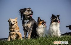 狗狗一激动漏尿是怎么回事啊 狗狗一激动就漏尿是怎么回事