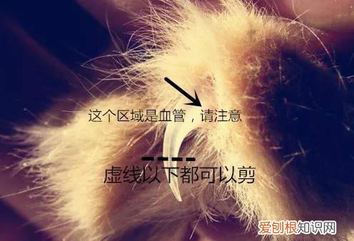 猫指甲剪到哪里是合适的 猫的指甲剪到哪里,猫指甲剪到哪,猫指甲剪到哪里合适合适的