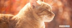 猫咪冬天剃毛会不会冷 猫冬天剃了毛会冷吗,冬天给猫剃毛会不会冷,猫冬天剃毛会冷吗