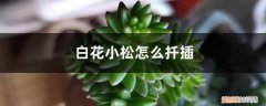 白皮松能扦插育苗 白花小松怎么扦插
