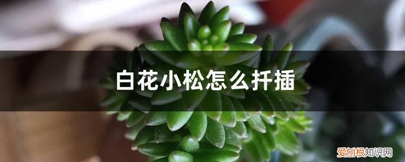 白皮松能扦插育苗 白花小松怎么扦插