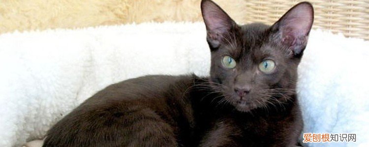 猫配完种多久不叫 猫配完多久不叫,猫交配完为什么还叫,猫在交配的时候一般会叫多久