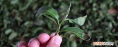 茶树怎么养 茶树的养殖方法
