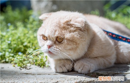 新西兰巅峰狗粮怎么样 巅峰猫粮好吗,新西兰巅峰猫粮好吗