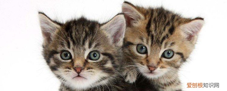 猫咪喂食需要定时吗,猫咪喂食需要定时定量吗,猫喂食需要定时定量吗