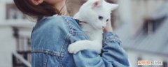 猫冬天剃毛了会怎么样,猫咪冬天剃毛后会冷吗,冬天给猫剃毛会怎么样