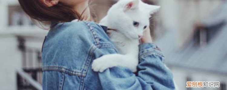 猫冬天剃毛了会怎么样,猫咪冬天剃毛后会冷吗,冬天给猫剃毛会怎么样