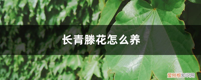 常青藤花怎么养护 常青藤花怎么养