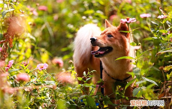 狗肠梗阻能自己排出吗 狗狗肠梗阻并不能自愈