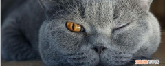 猫能吹风扇么 猫可以吹风扇吗,猫咪可以吹风扇吗,猫可以吹风扇睡觉吗