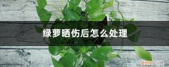 绿萝叶子被晒焦了怎么办 绿萝晒伤后怎么处理
