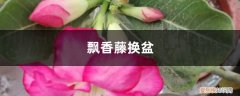 飘香藤换盆后掉叶黄叶枯叶 飘香藤换盆