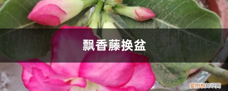 飘香藤换盆后掉叶黄叶枯叶 飘香藤换盆