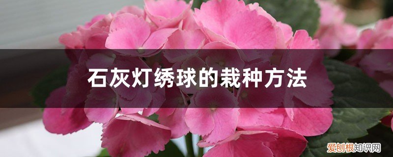 石灰灯绣球的栽种方法图片 石灰灯绣球的栽种方法