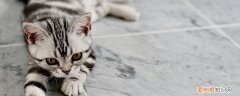猫咪如何过冬 猫冬天如何过冬,冬天猫怎么过冬,猫如何过冬