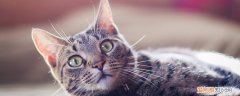 冬天猫身上为什么会有静电 猫冬天起静电怎么办,冬天猫起静电怎么办,冬天猫身上有静电怎么