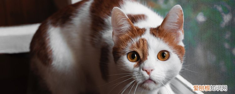 猫咪冬天会冷吗 猫冬天冷了会怎么样,冬天猫冷了会怎么样,猫在冬天会怎么样