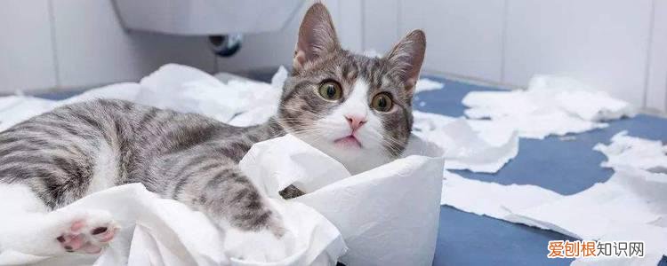 猫咪在冬天怕冷吗 猫冬天冷吗,冬天猫怕冷吗,猫在冬天怕冷吗
