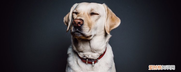 狗狗摇摇晃晃是怎么回事 可能是犬瘟？