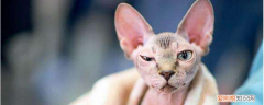 猫猫多大适合绝育 猫多大可以绝育,猫多大绝育好一点,猫咪多大可以绝育