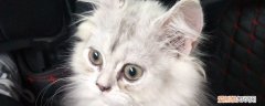 猫可以吃骨头么 猫可以吃骨头吗,猫可以吃骨头嘛,宠物猫可以吃骨头嘛