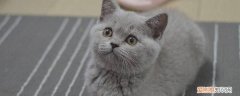 给猫只吃猫粮行吗 猫只吃猫粮可以吗,猫只吃猫粮营养够吗,猫只吃猫粮行吗