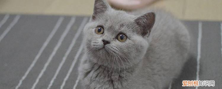 给猫只吃猫粮行吗 猫只吃猫粮可以吗,猫只吃猫粮营养够吗,猫只吃猫粮行吗