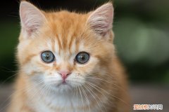 冬天猫咪喝水很冰凉 猫冬天喝水冰怎么办,冬天猫喝水老结冰怎么办,冬天喂猫水冻了咋办