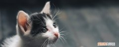 冬天猫咪在阳台会冷吗 猫冬天放阳台会冷吗,冬天猫放阳台会冷吗,冬天把猫放阳台冷不冷