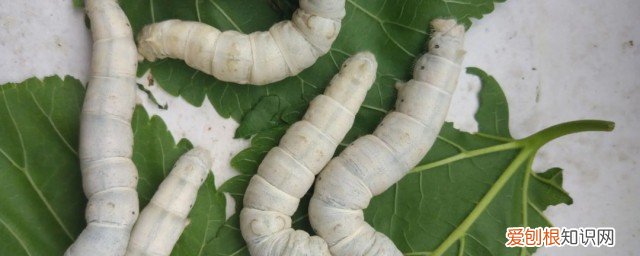 小蚕怎么养 蚕宝宝的饲养方法