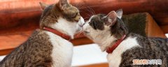 小橘猫怎么养 怎么养橘猫