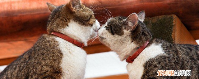小橘猫怎么养 怎么养橘猫