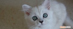 猫可以饿几天没事 猫可以饿几天,猫可以饿几天呀,猫可以饿几天不吃